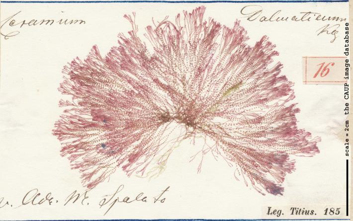 Ceramium dalmaticum 16.jpg